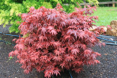 dwarf japanese maples for sale